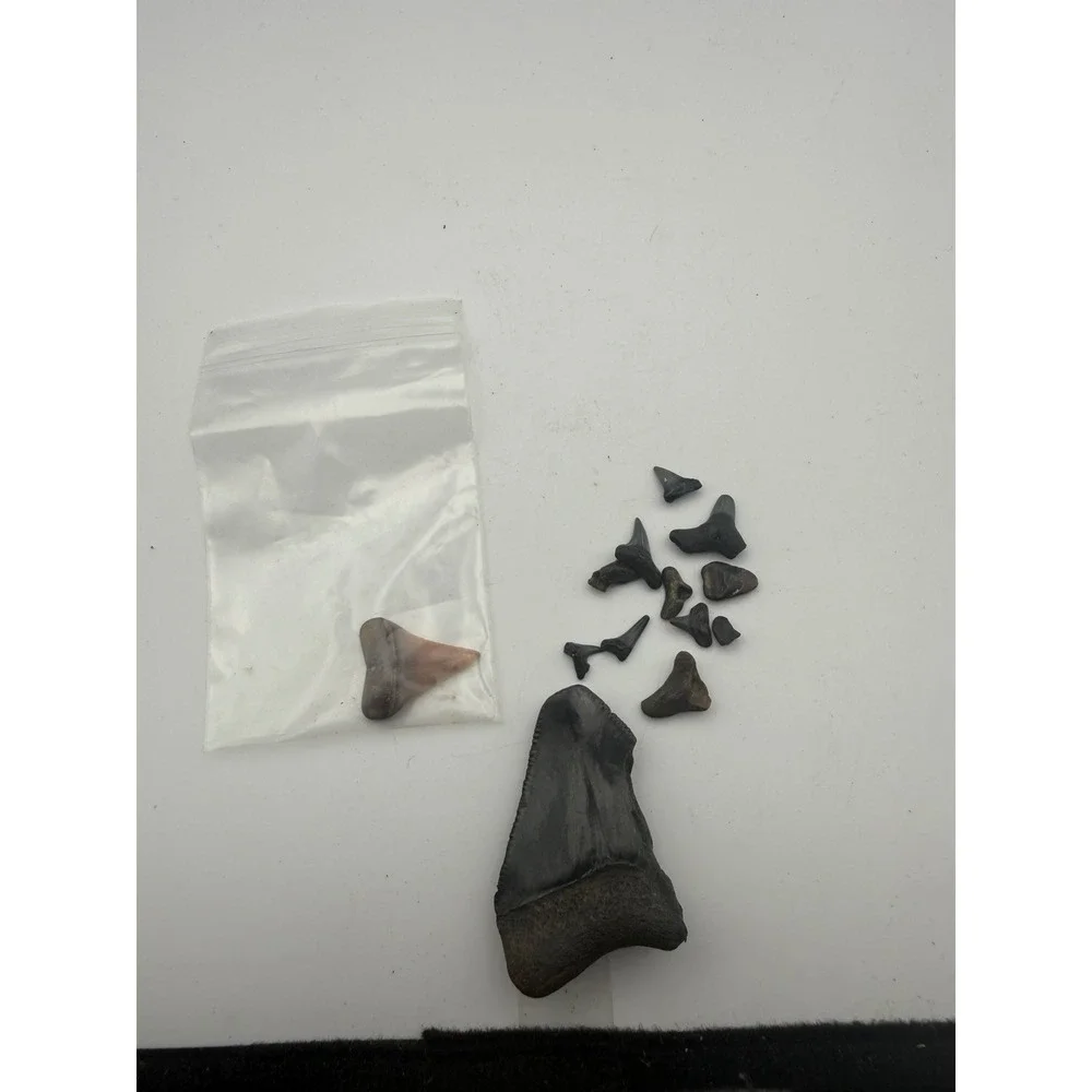 Fossilized Shark Teeth Collection Lot Large Megalodon Otodus Fragment 11pc Set